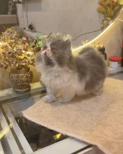 High quality Persian Kittens | Cat Babies | Fluffy Kitten | Punch face