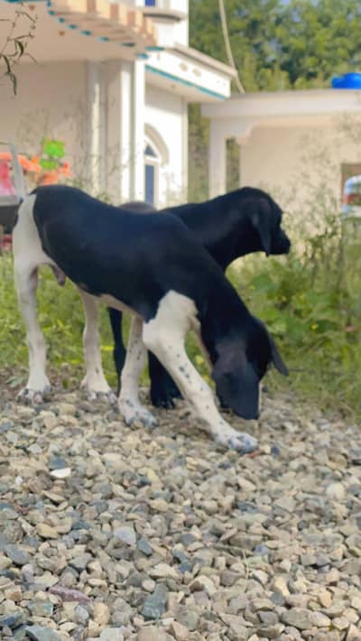 pure panter dogs fully active