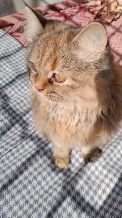 7 month old norwaien female kitten for sale