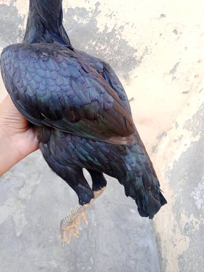 old blood line aseel murgi