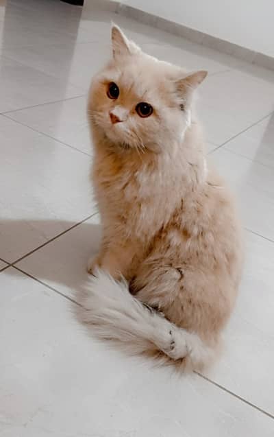 Persian Male Cat  For  Sale