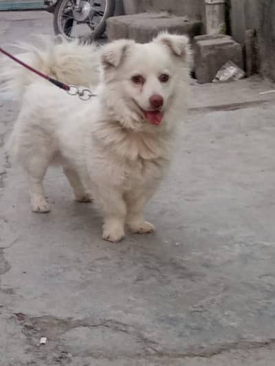 Rassian male pink nose long coated