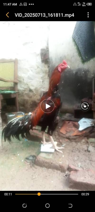 Aseel shamon Hint  Thai lacker caras