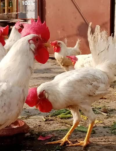 Desi White Murgha Ghar ka Pala hua