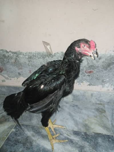 Aseel shamo rooster for sale