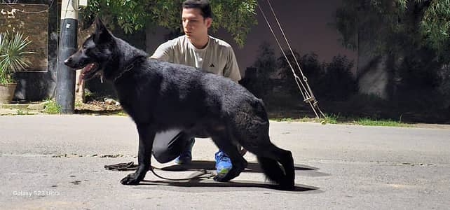 German shepherd |Black shepherd male|Pink Pedigreed Females |GSD | Dog