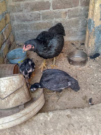 aseel Heera jawa for sale 03365225990