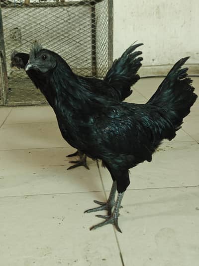 Ayam cemani Males