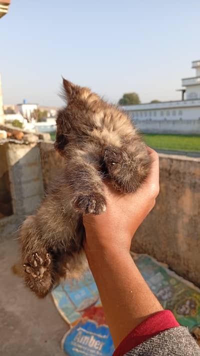 persion browny shade