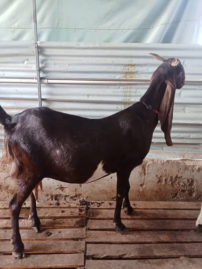 kamori ablack female tayar 4 monthe gabban