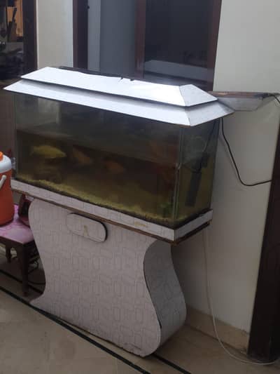 4 fishes with equriam