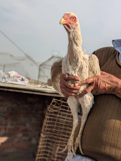 aseel shamo ,pure white