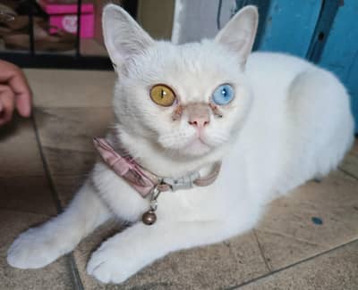 Persian cat coated double eye color