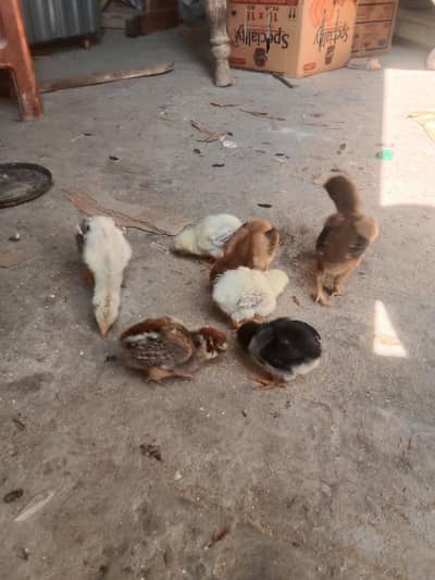 Pure Aseel chuze Whatsapp number 03061908536