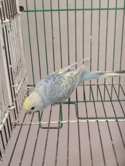 hogoromo 1 pair 3 rimbow pathy 1 pair available