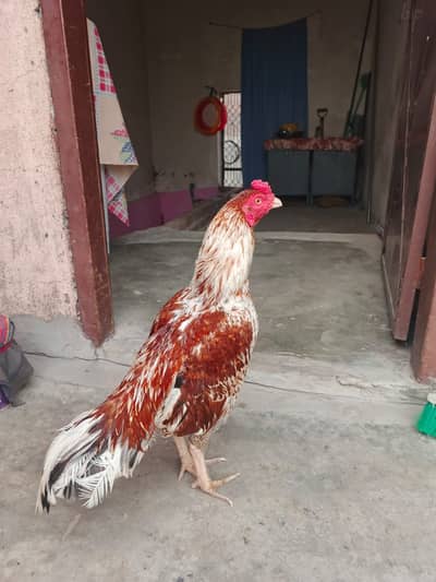 Aseel Mianwali Hens | Aseel Muega |  Hens | for Sale