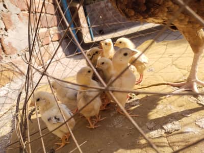 ASEEL Bread Contact watsapp information