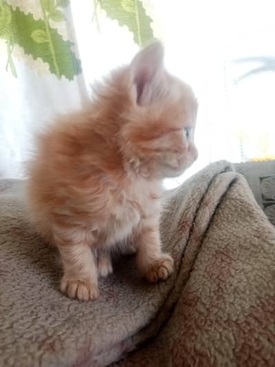 Persian kittens triple and double coated  both prices are reasonable