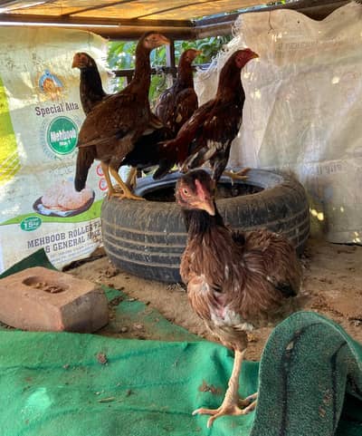 Aseel 1 patha 4 pathian