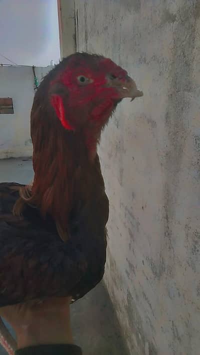 Bhai murga chonchki waja sa kharab ha