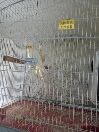 cockatiel read eyes wight and yellow with new cage and box