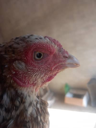 Mianwali Jawa Assel Murgi