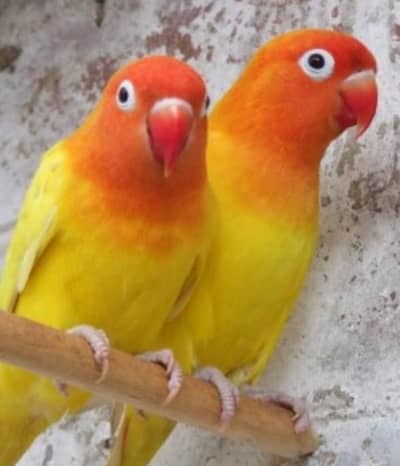 love beautiful adult pair