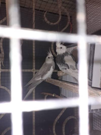 male or female confirm