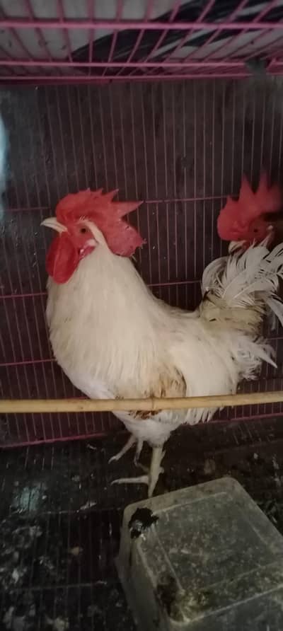 4 Murghy. 10 Months old