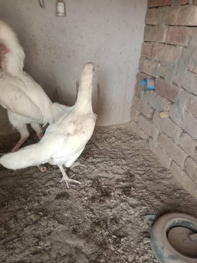 Heera eggs available