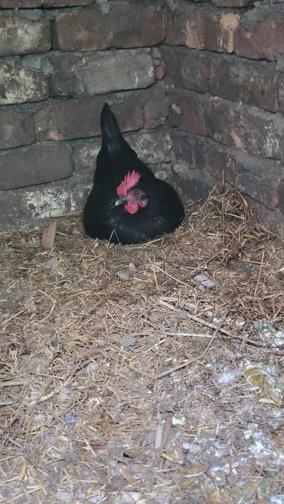 Golden Misri Hens Murghia