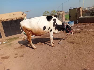 Ghban cow