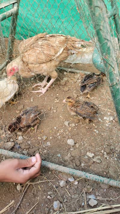 Aseel Murghi With Chicks