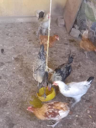 Golden Misri HensHens . contect 03135205203