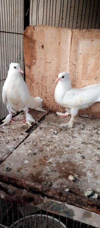 English faintail lakha pair laka patha