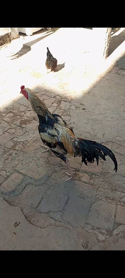 male hen