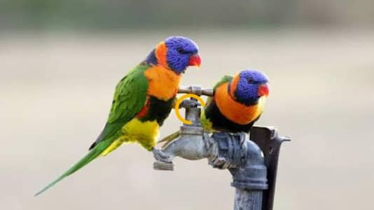 sun cinour/Lory/yellow sided