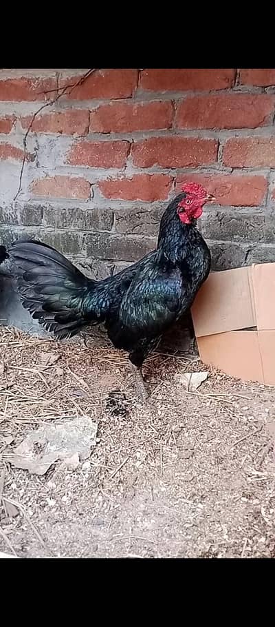 pyour burmi  imported blood line 03,43,0,42,47,48