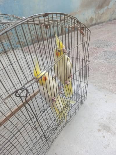 breading pair or bara cage bhe sale hai