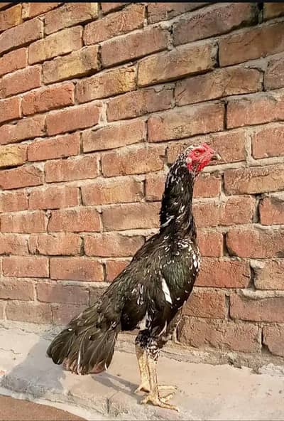 pour or grunted aseel