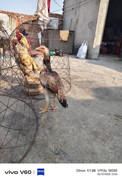 Aseel Pathi 03316427993