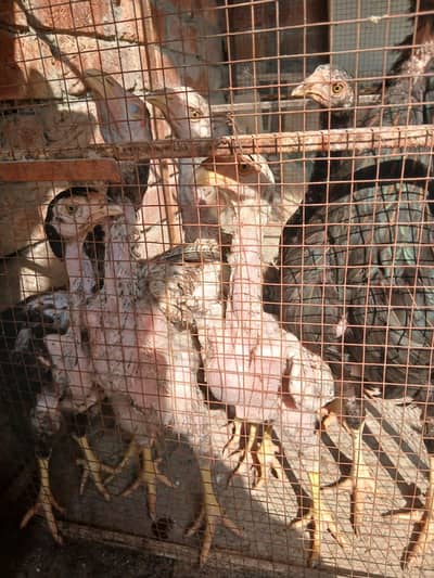 aseel chickes. chuza