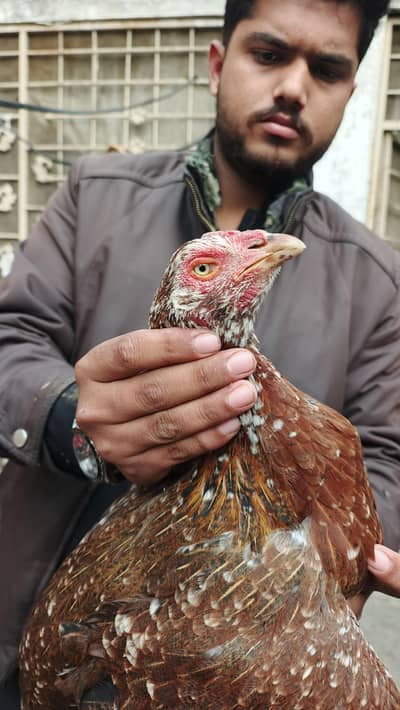 Aseel murgi for sale