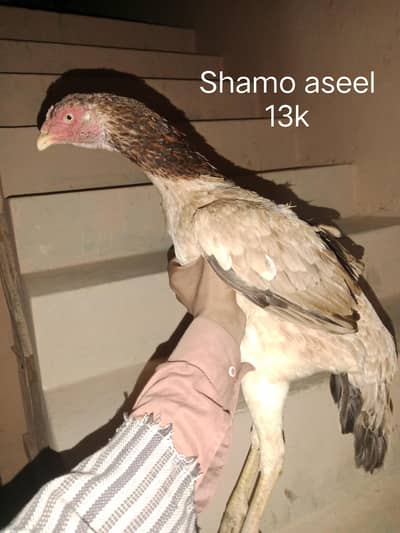 other aseel for sale