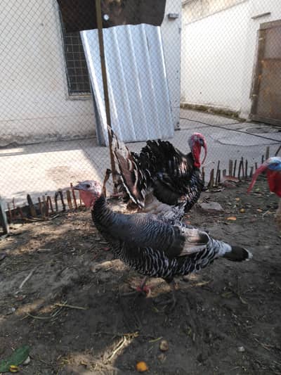 Black Turkey Breeder Pair