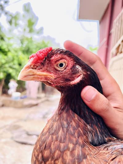 Qaulity aseel femaile for sale 03165071633