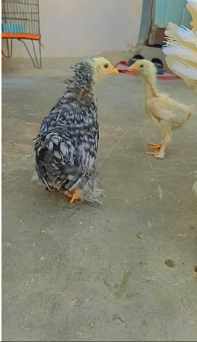 murghi or bantam chicks