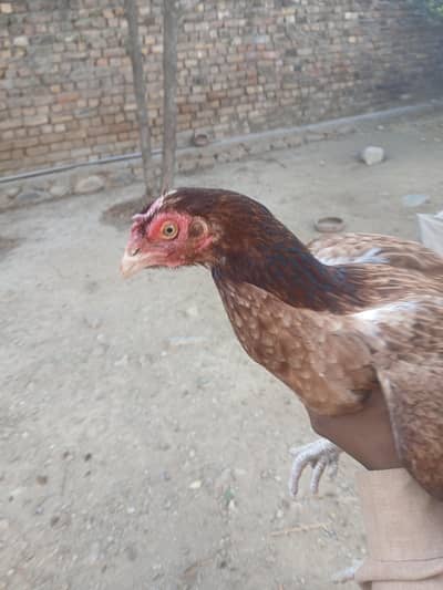 Aseel Chicks For Sale