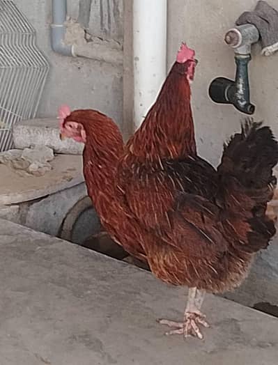 DESI ANDY WALI MURGI