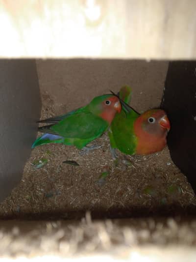 love birds pairs